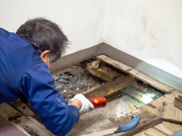 Best Residential Mold Removal  in Largo, FL