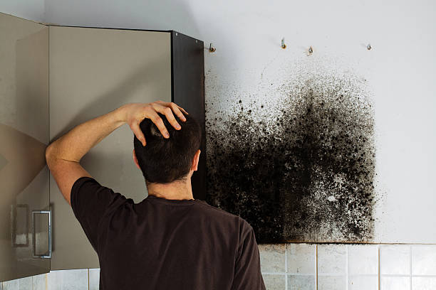 Best Residential Mold Removal  in Largo, FL
