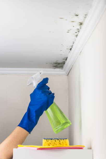 Mold Removal and Inspection in Largo, FL